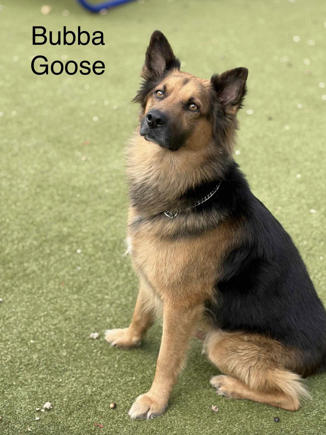 Bubba Goose — thumbnail 2