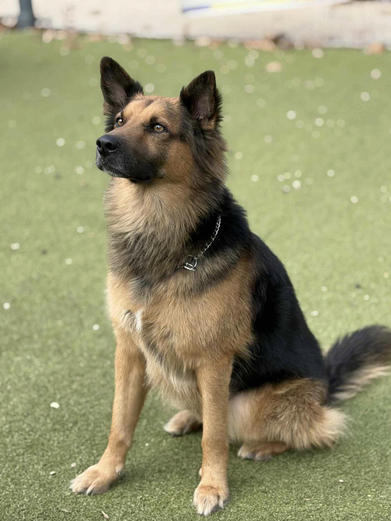 Bubba Goose — thumbnail 3