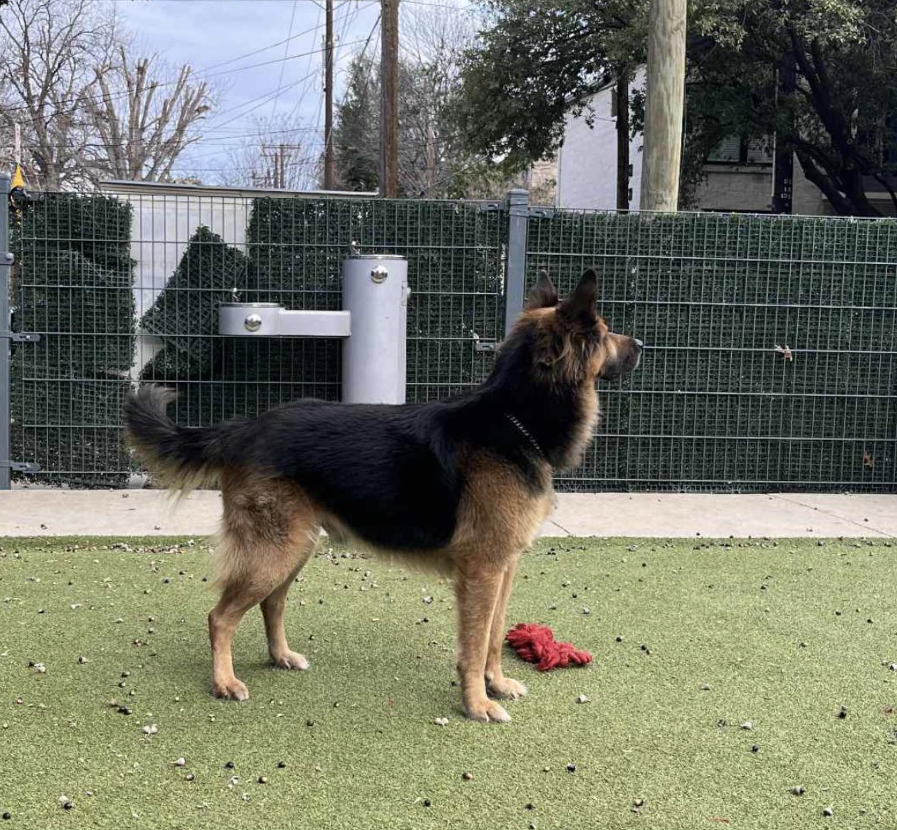 Bubba Goose — thumbnail 5