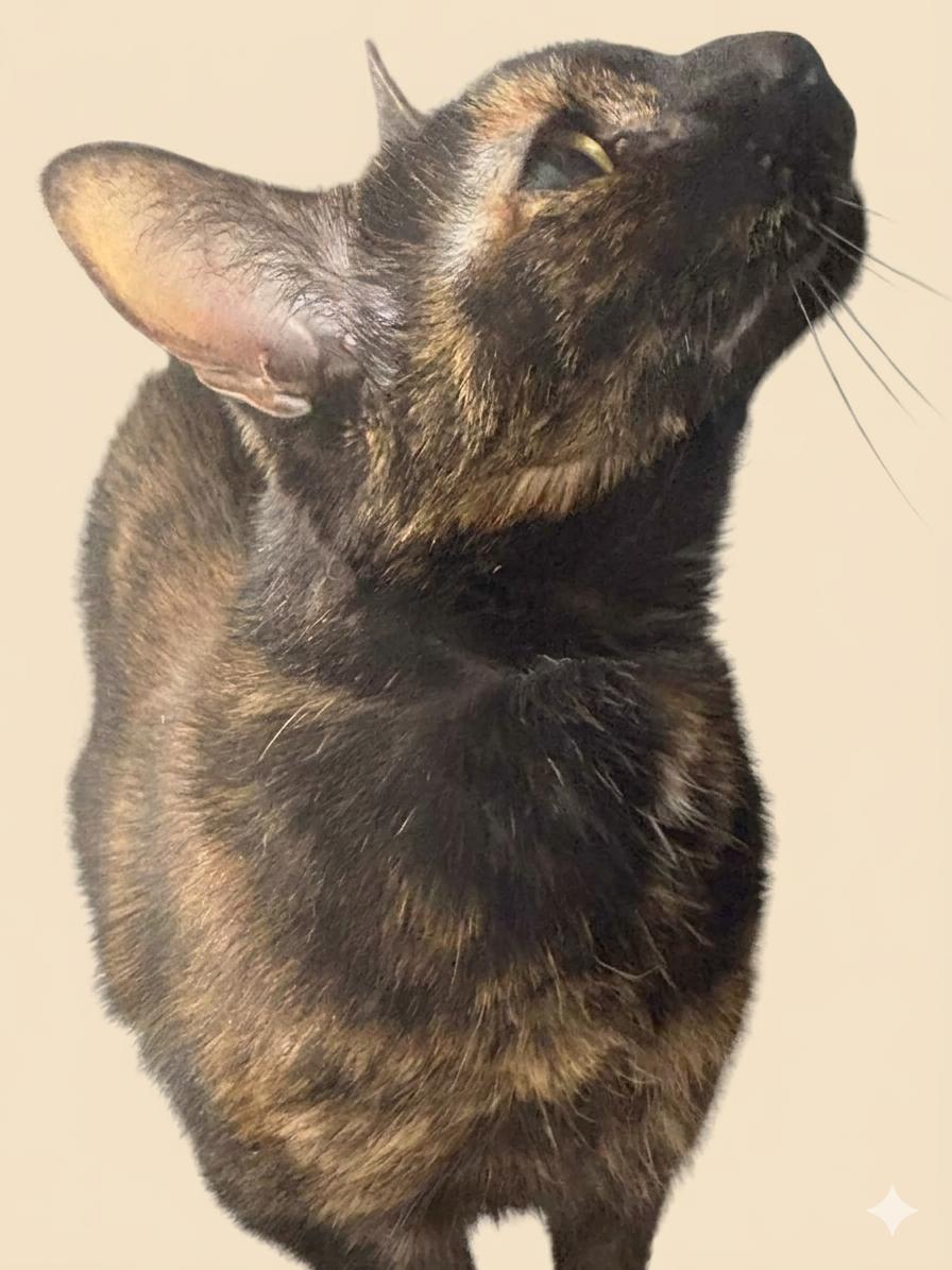 Luna, Adoptable, Young Female Domestic Short Hair.