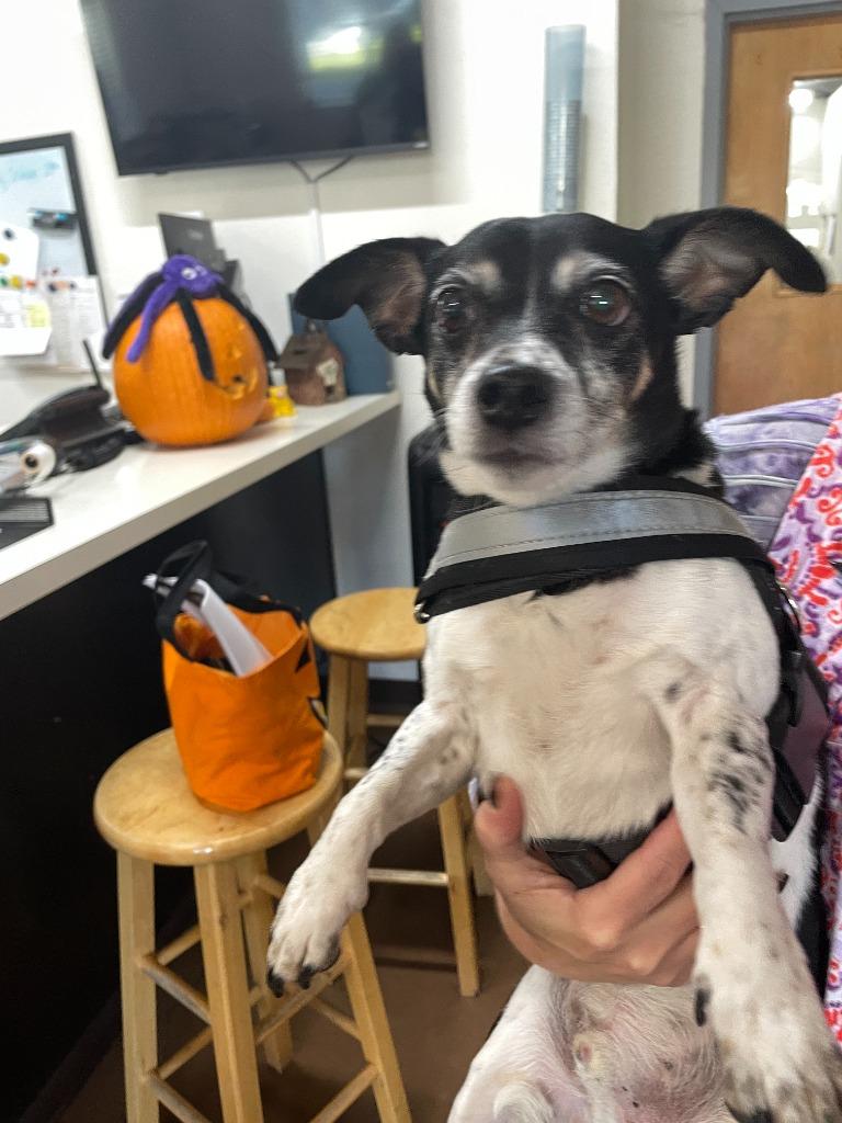 Ducky, Adoptable, Senior Male Chihuahua & Terrier.