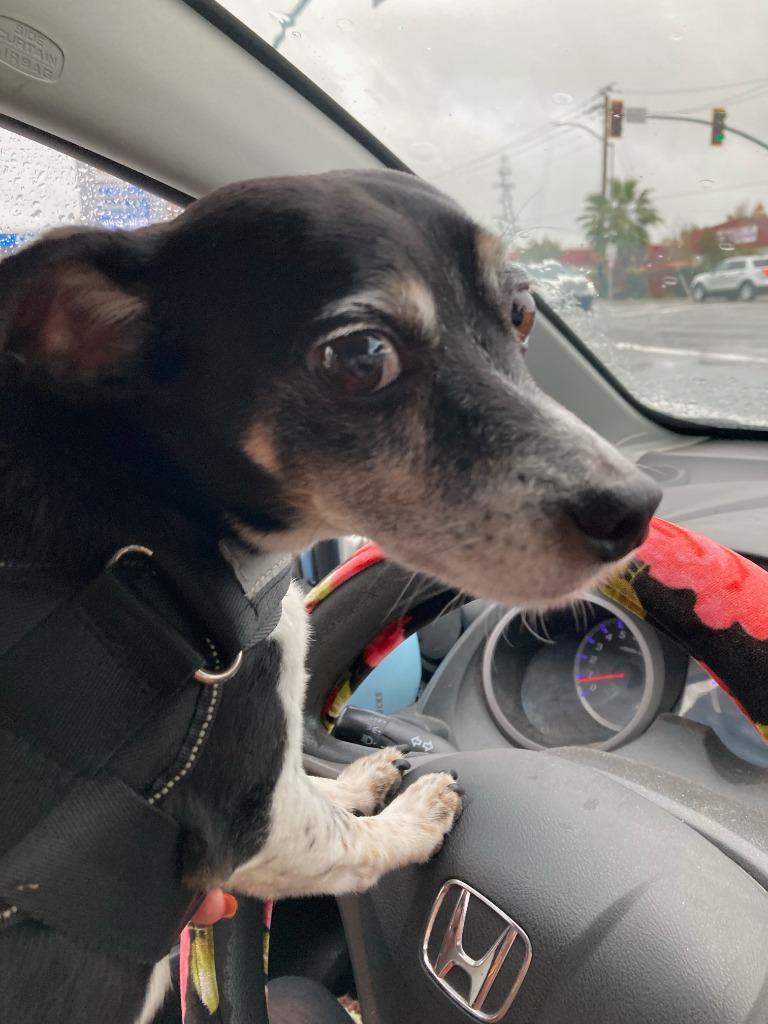 Ducky, a Adoptable mixed breed in Chico, CA image 2/4