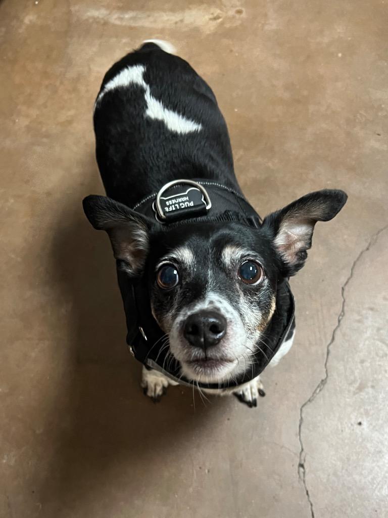 Ducky, a Adoptable mixed breed in Chico, CA image 3/4
