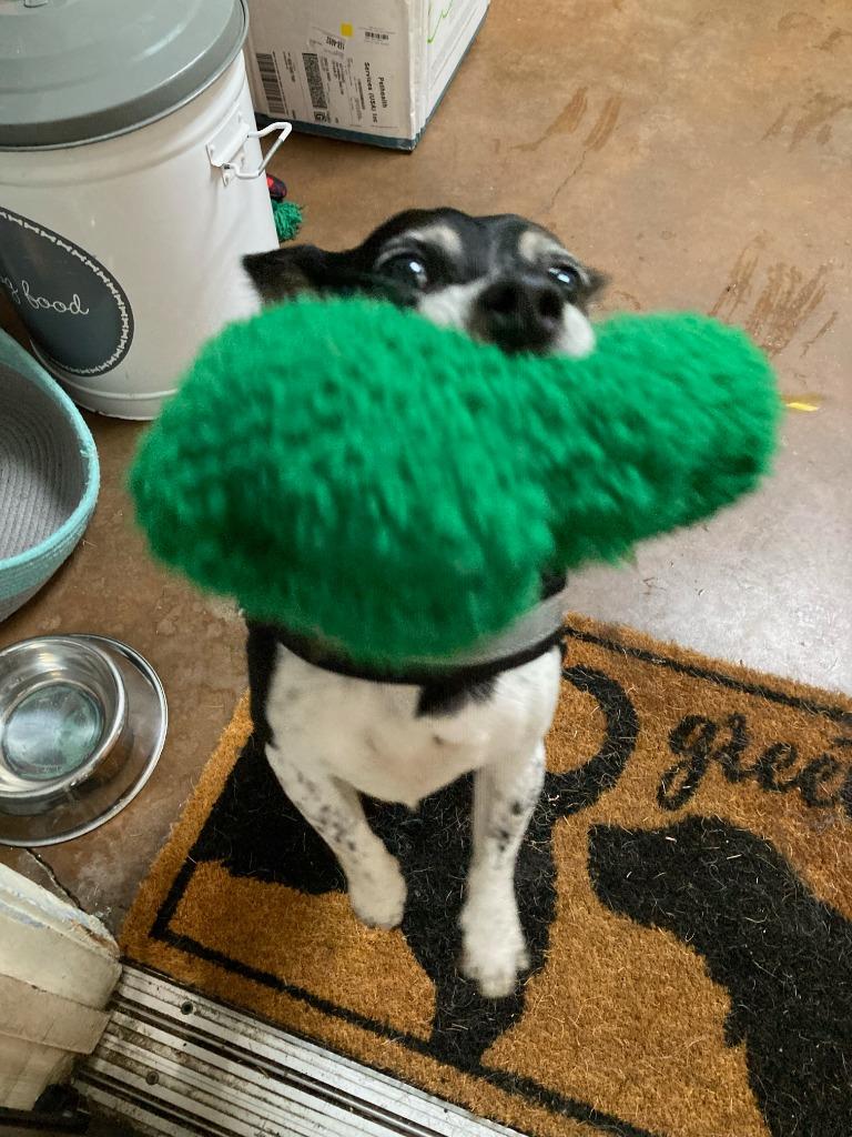 Ducky, a Adoptable mixed breed in Chico, CA image 4/4