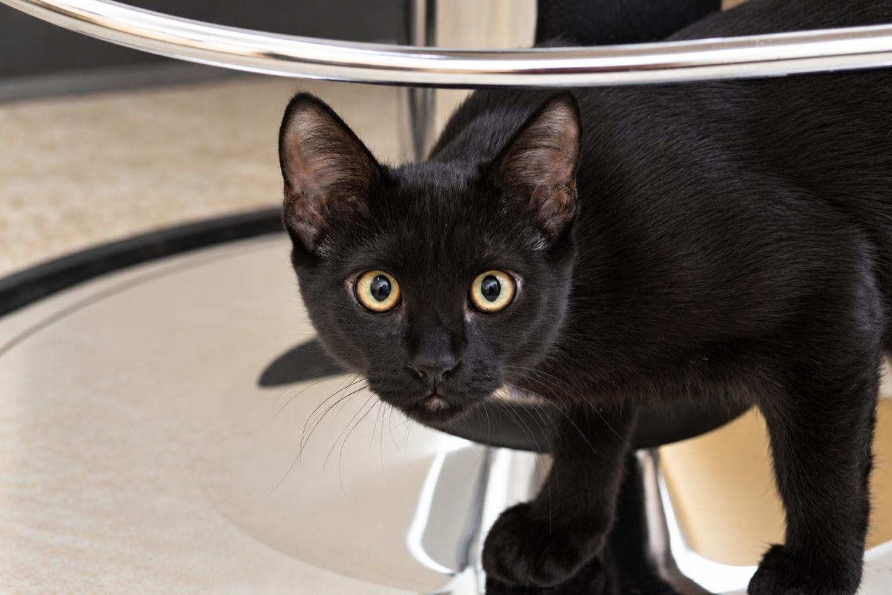 Enlarge Olive, a Adopted Domestic Short Hair in Los Angeles, CA image 2/6