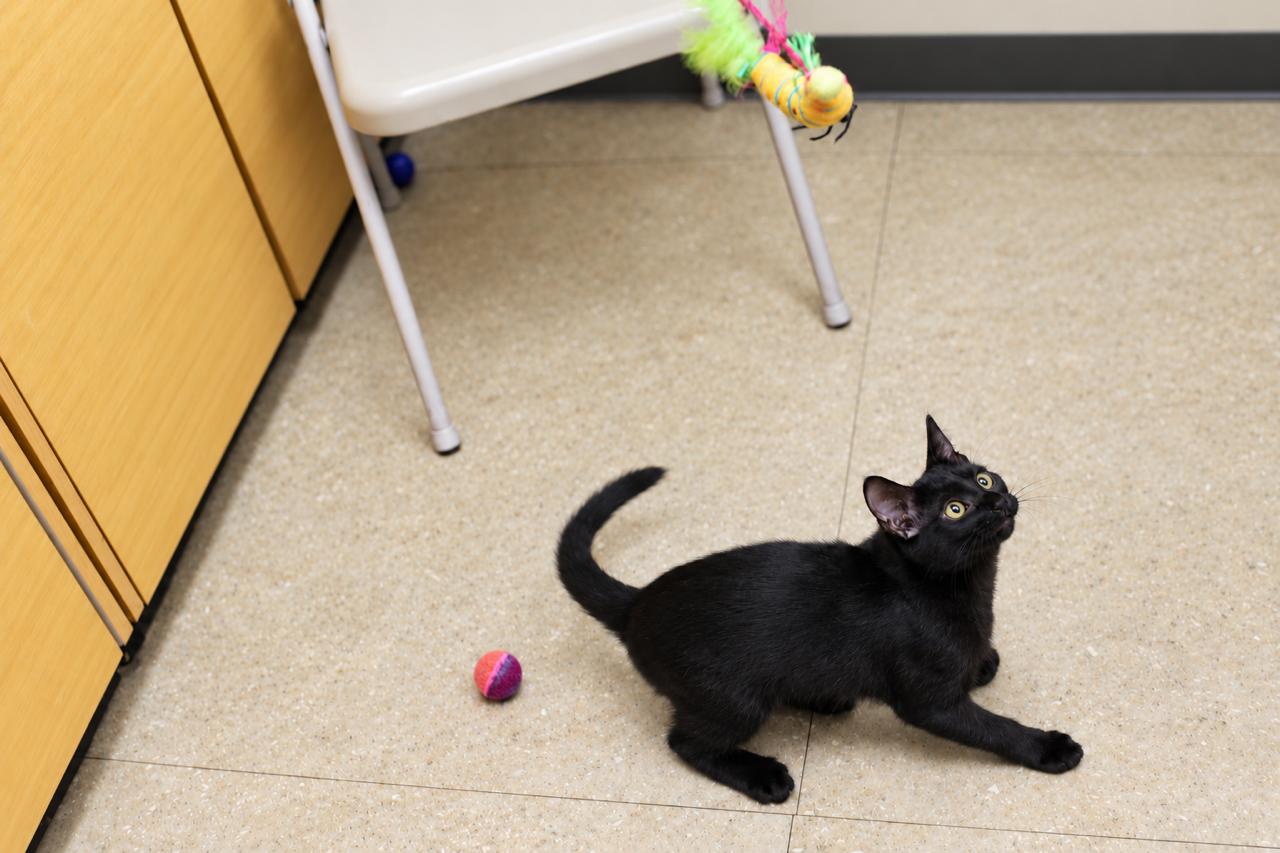 Enlarge Olive, a Adopted Domestic Short Hair in Los Angeles, CA image 3/6