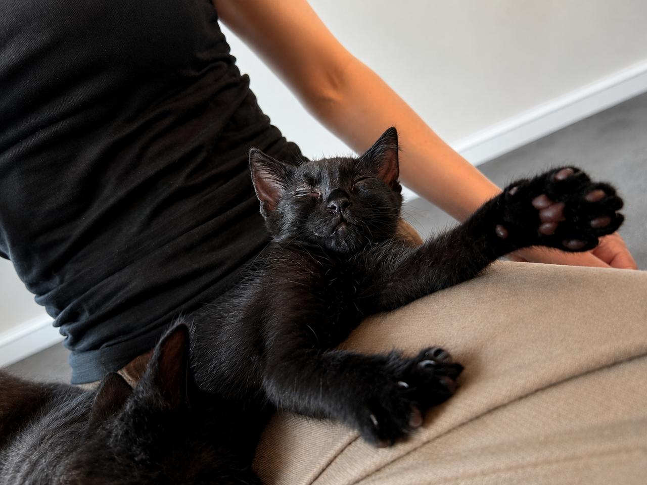 Enlarge Olive, a Adopted Domestic Short Hair in Los Angeles, CA image 4/6