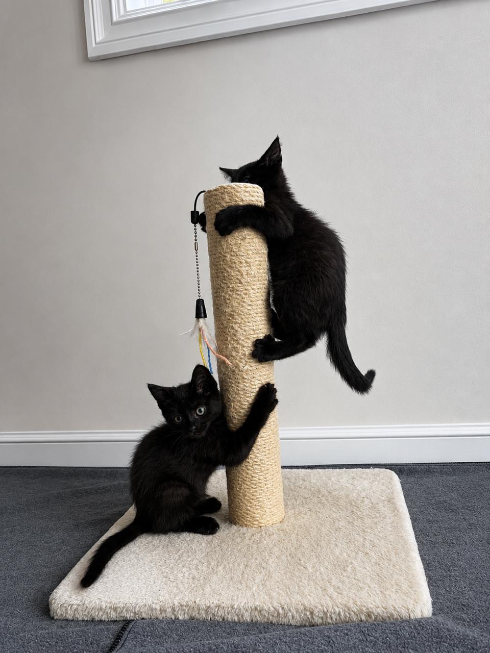 Enlarge Olive, a Adopted Domestic Short Hair in Los Angeles, CA image 5/6
