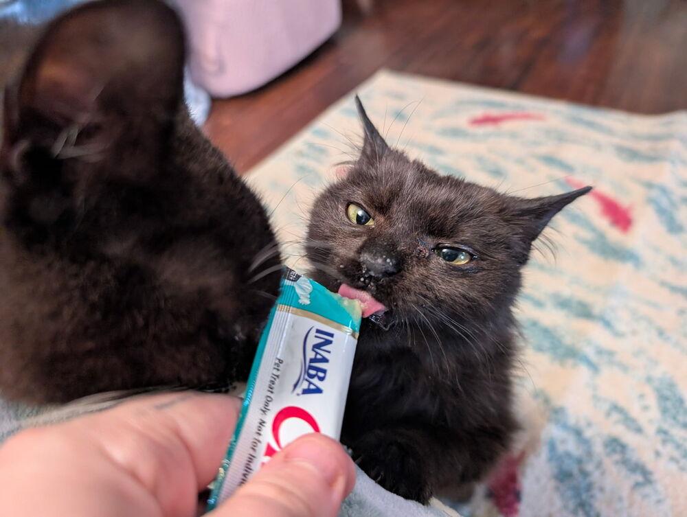 Scribble, Adoptable, Young Male Domestic Medium Hair.