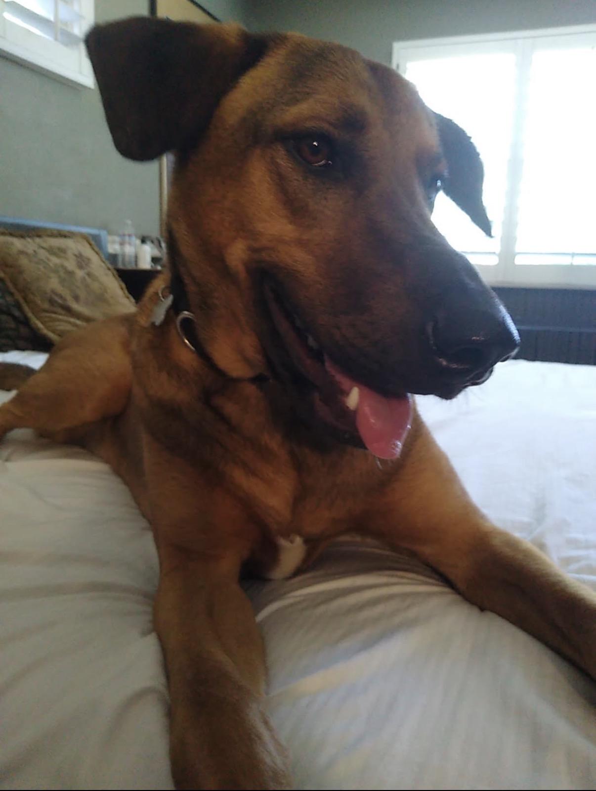 Rusty, a ADOPTABLE mixed breed in Tarzana, CA image 6/6
