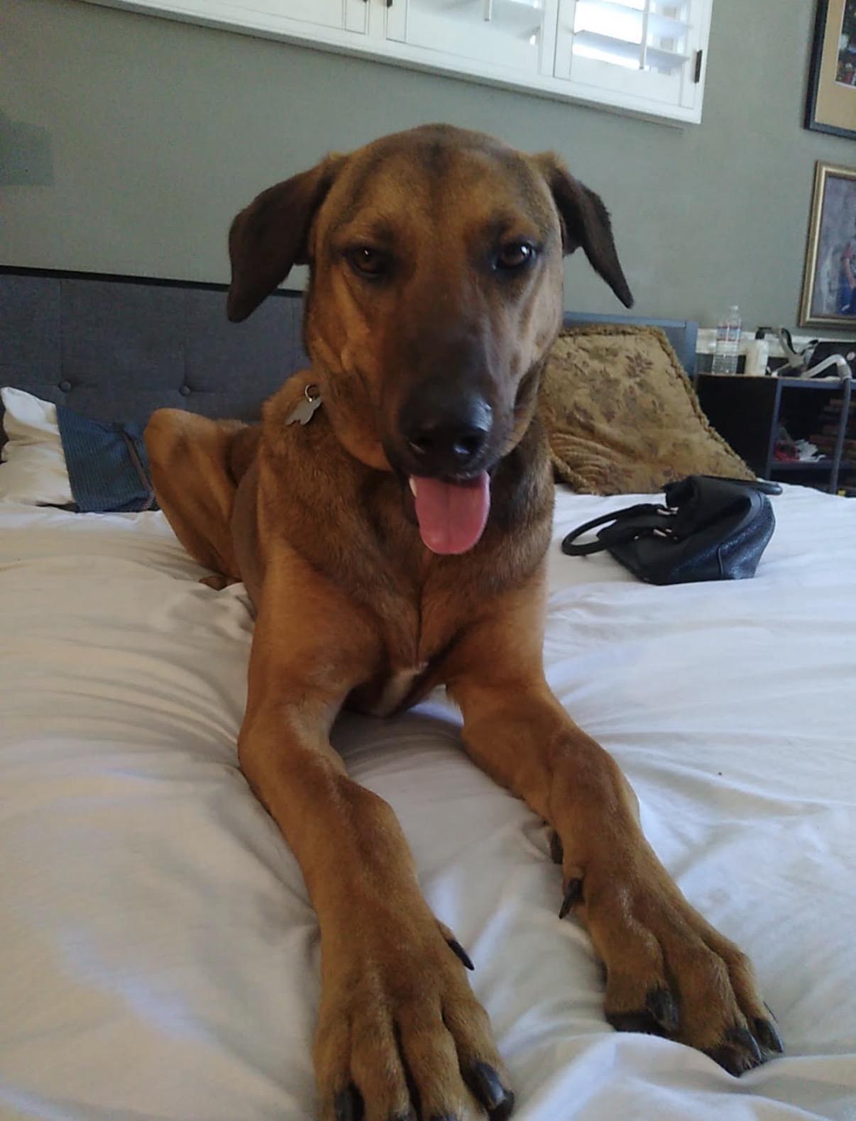 Rusty, ADOPTABLE, Young Male Rhodesian Ridgeback & Vizsla.