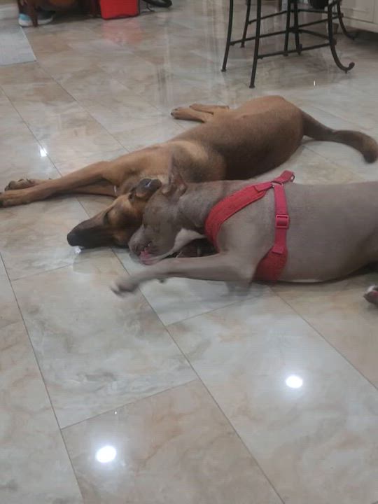 Enlarge Rusty, a ADOPTABLE mixed breed in Tarzana, CA video 5/6