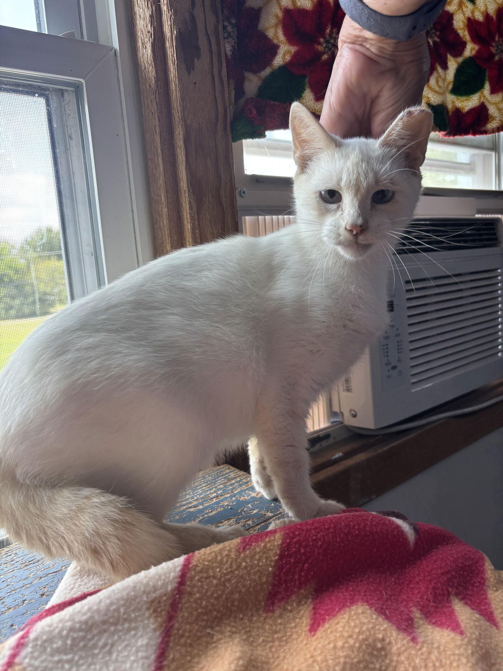 Enlarge Rosey, a Adoptable Domestic Short Hair in Hopewell, VA image 1/3