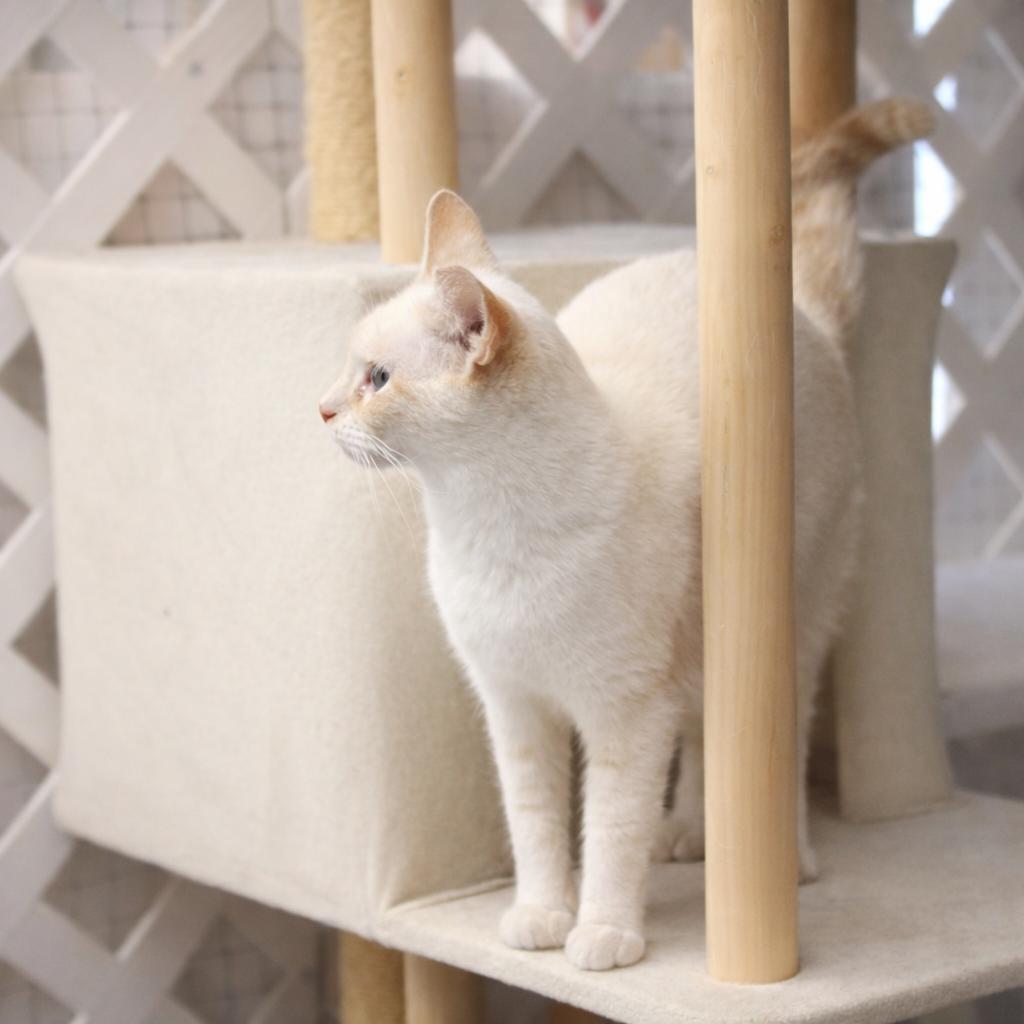 Enlarge Rosey, a Adoptable Domestic Short Hair in Hopewell, VA image 2/3