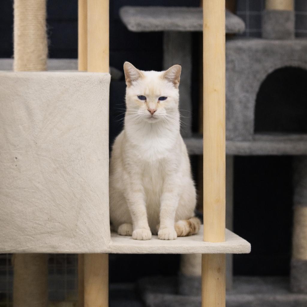 Enlarge Rosey, a Adoptable Domestic Short Hair in Hopewell, VA image 3/3