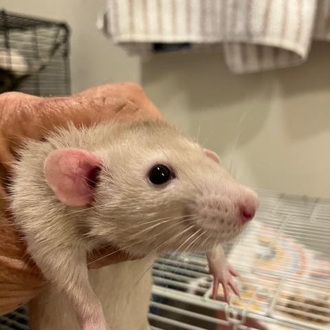 Bubble, ADOPTABLE, Young Female Rat.