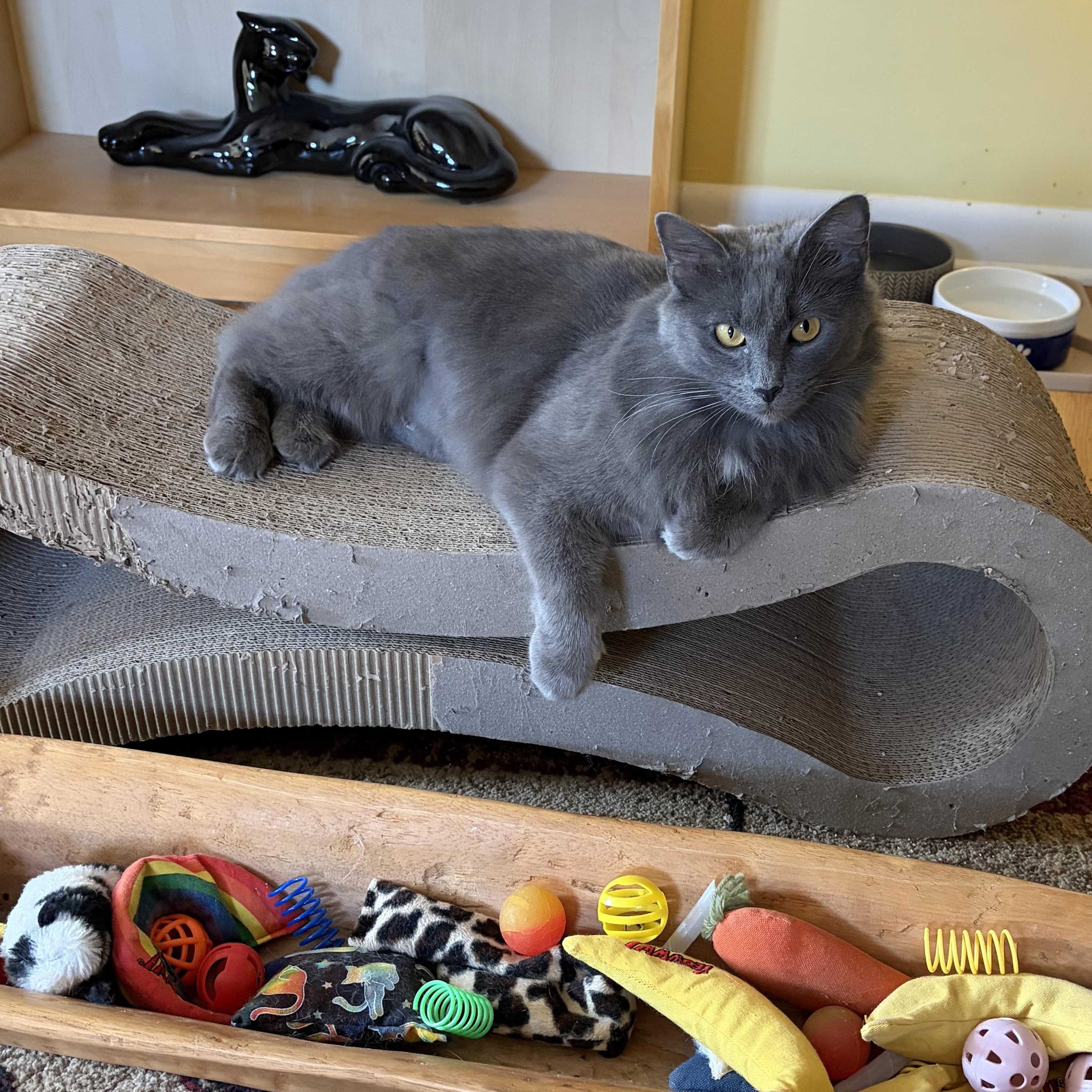 Enlarge Tinsel, an adopted Domestic Medium Hair in Sewell, NJ image 4/5