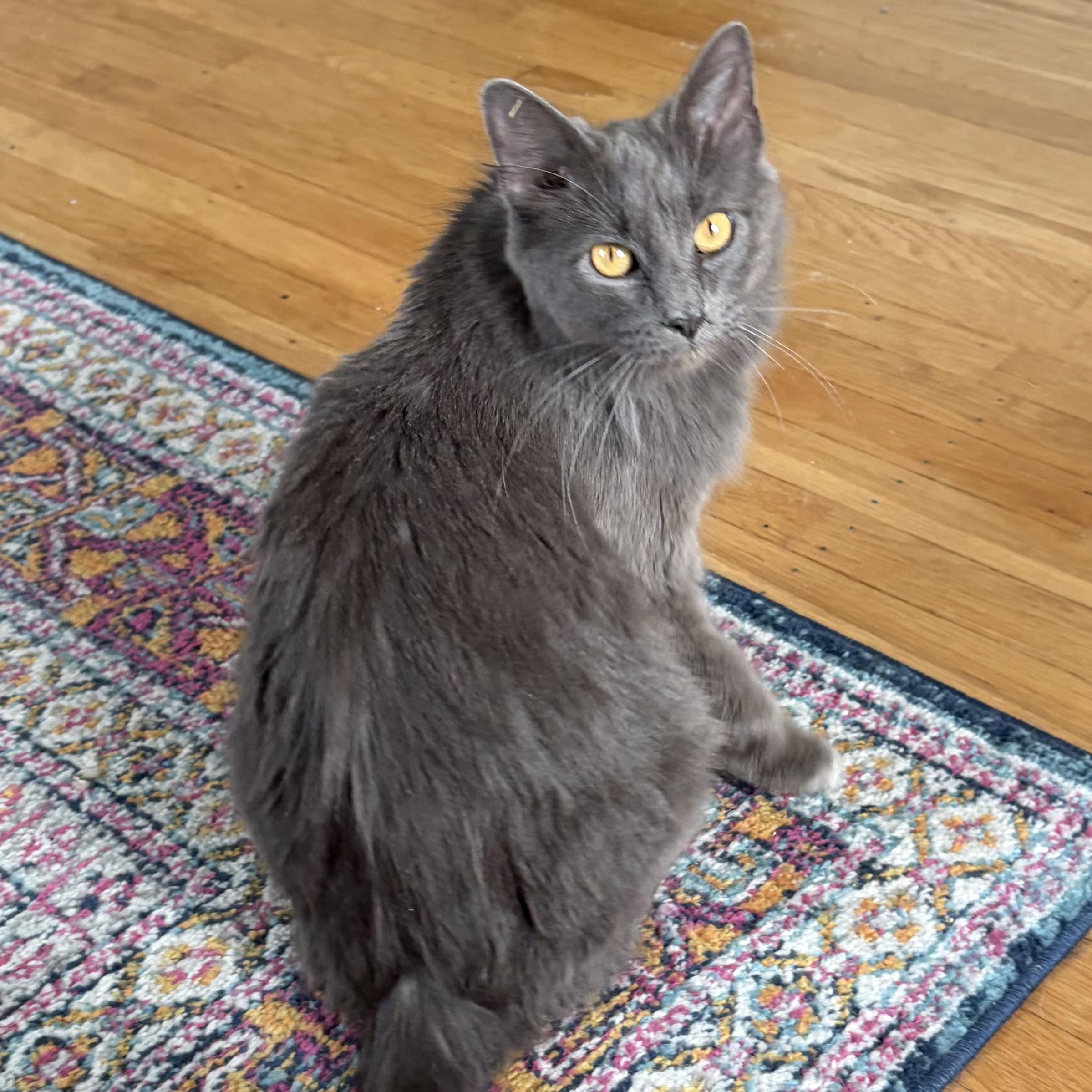 Enlarge Tinsel, an adopted Domestic Medium Hair in Sewell, NJ image 1/5