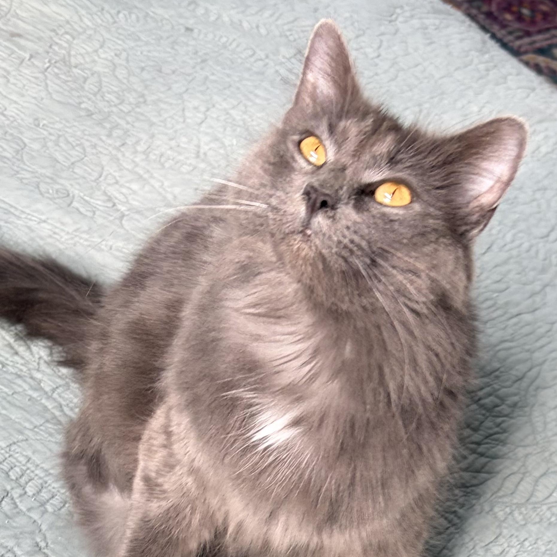 Enlarge Tinsel, an adopted Domestic Medium Hair in Sewell, NJ image 2/5