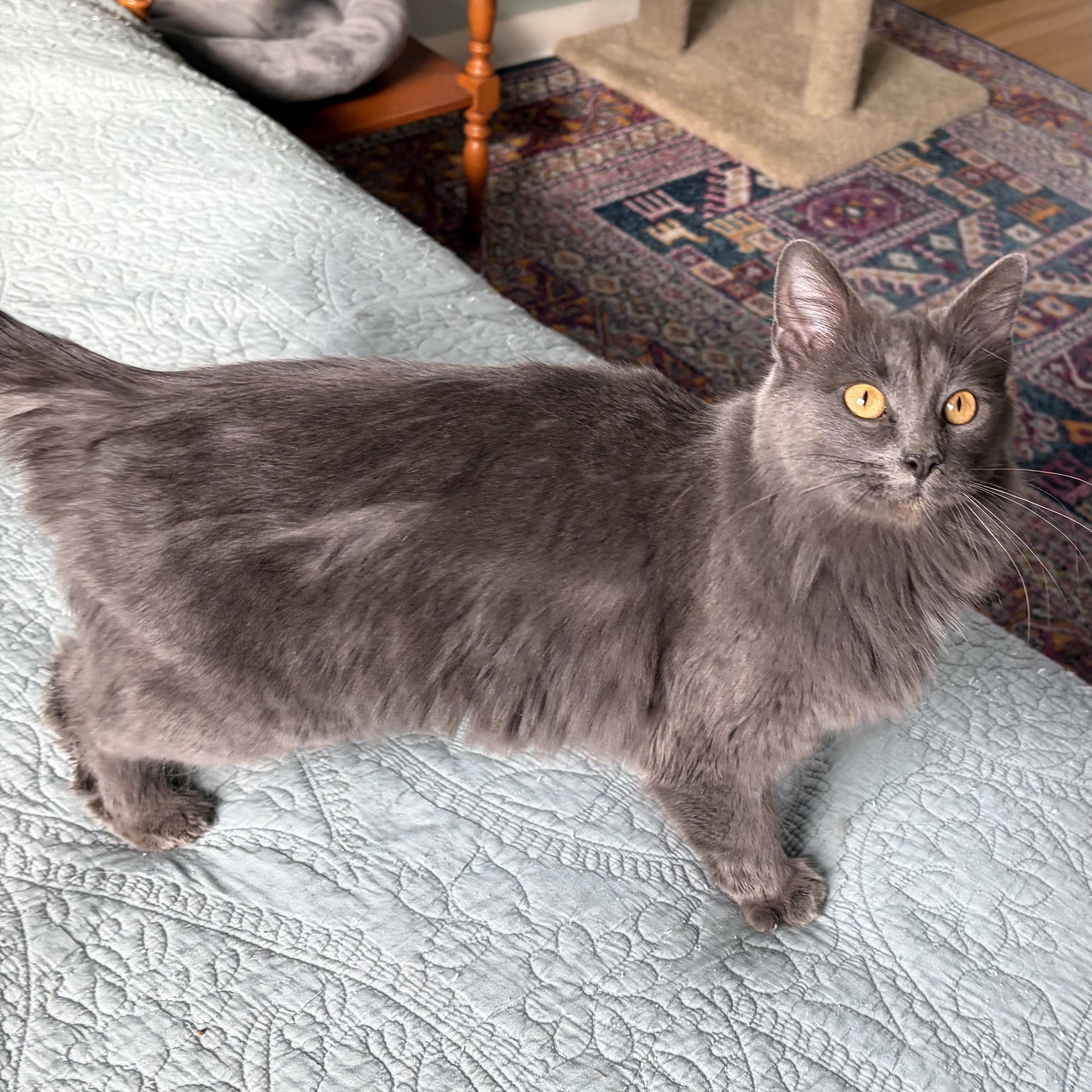 Enlarge Tinsel, an adopted Domestic Medium Hair in Sewell, NJ image 3/5