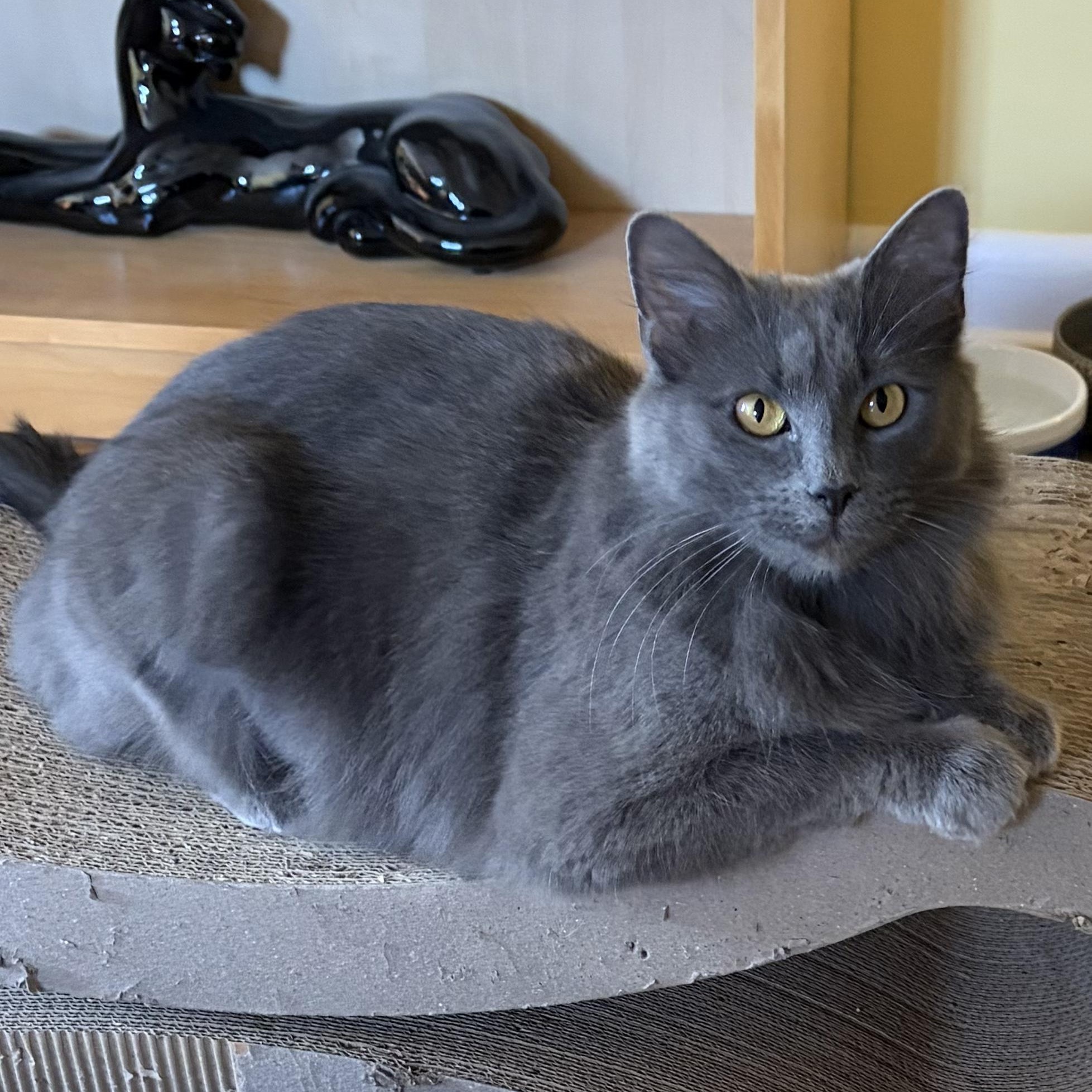 Enlarge Tinsel, an adopted Domestic Medium Hair in Sewell, NJ image 5/5