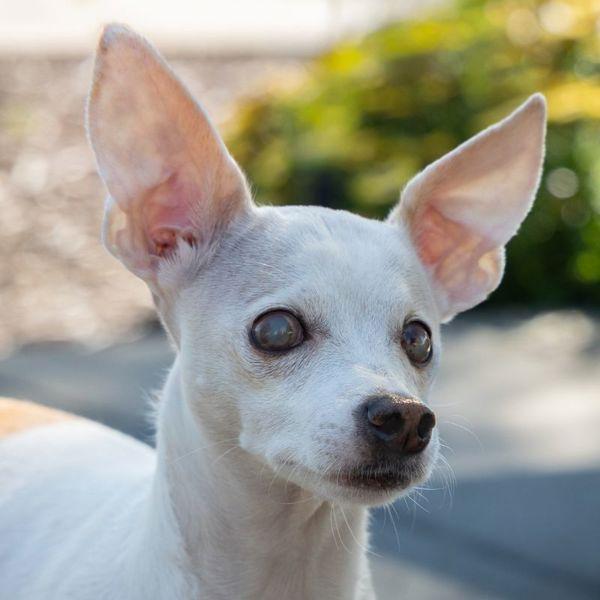 Enlarge Lily, a Adoptable mixed breed in Walnut Creek, CA image 1/1