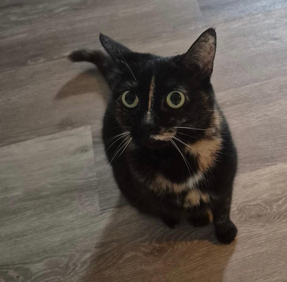 Enlarge Phoebe, an adopted Domestic Short Hair in Maryville, TN image 1/2