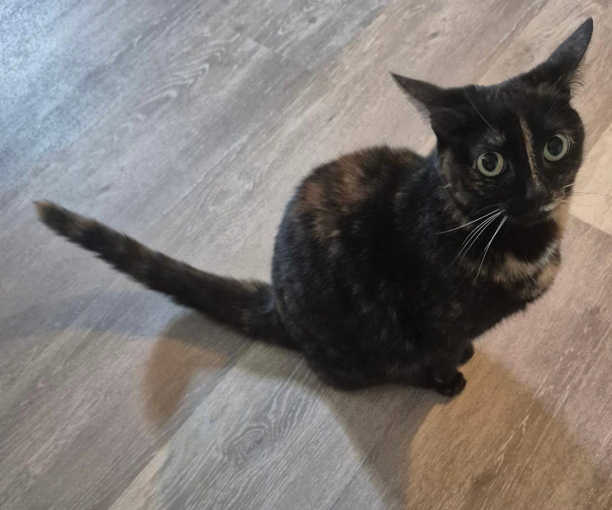 Enlarge Phoebe, an adopted Domestic Short Hair in Maryville, TN image 2/2