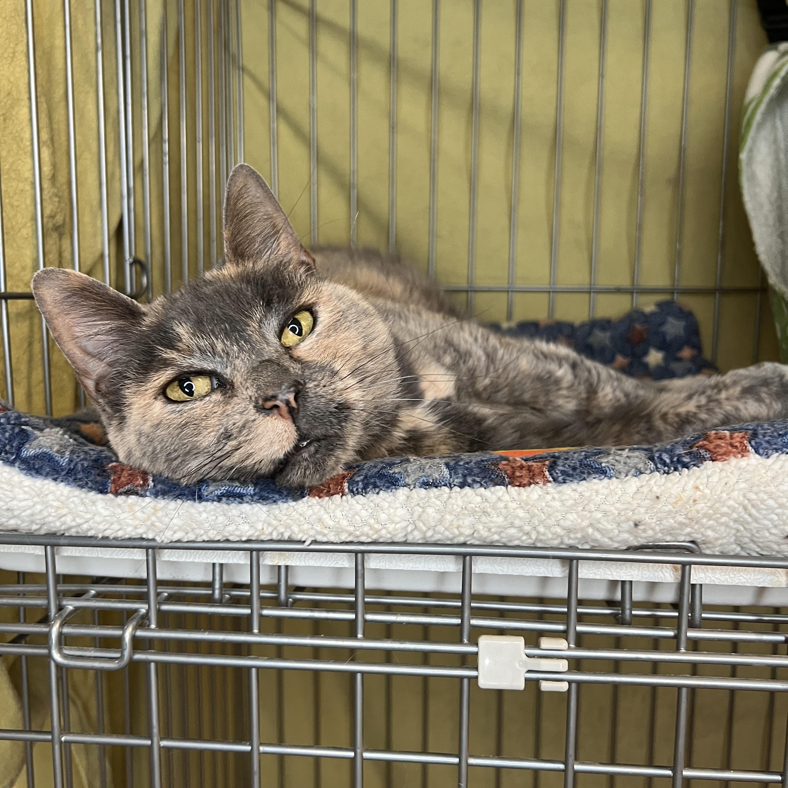 Enlarge Cookie, a Adopted Domestic Short Hair in Frankenmuth, MI image 5/5