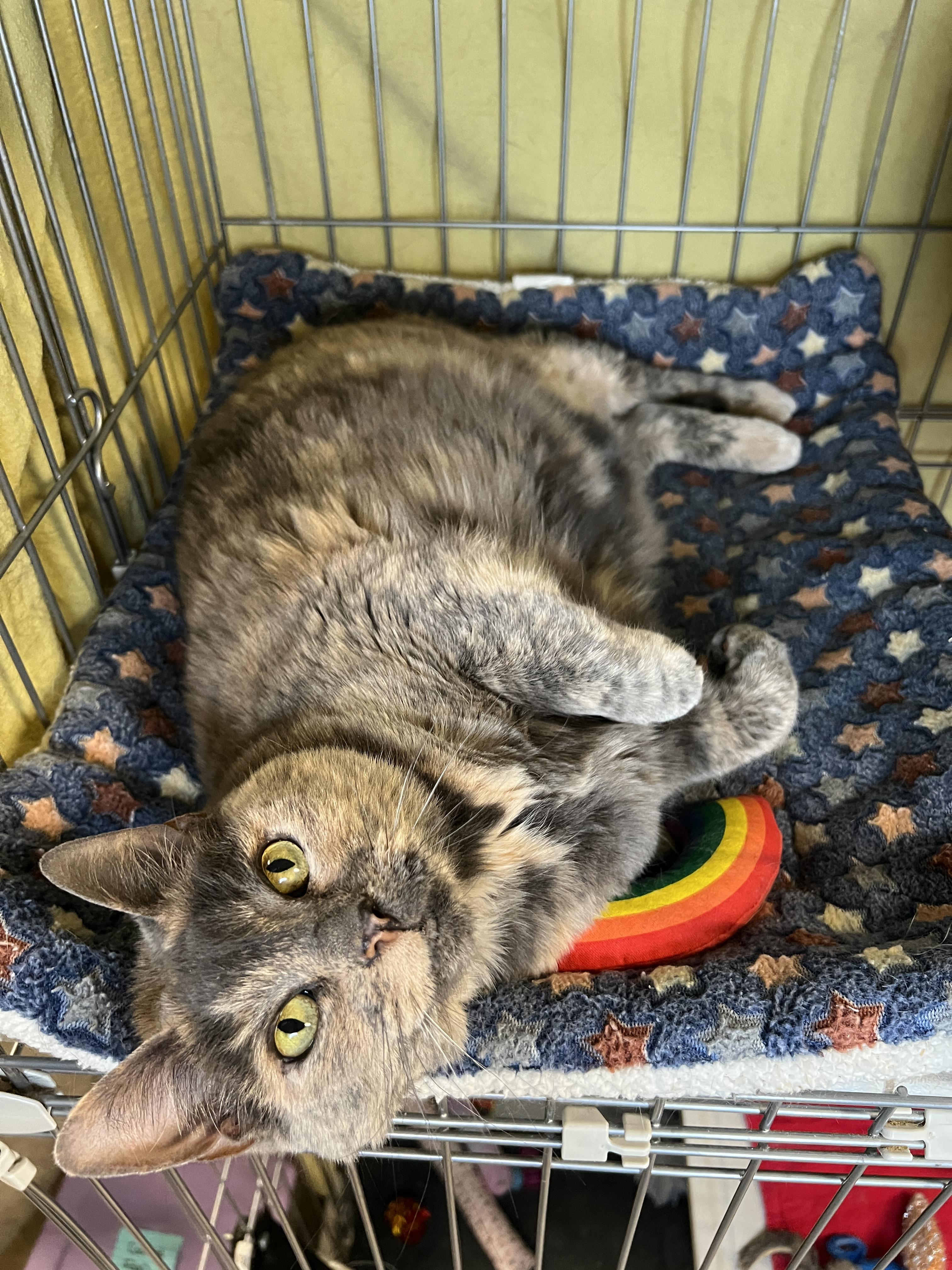 Enlarge Cookie, a Adopted Domestic Short Hair in Frankenmuth, MI image 1/5