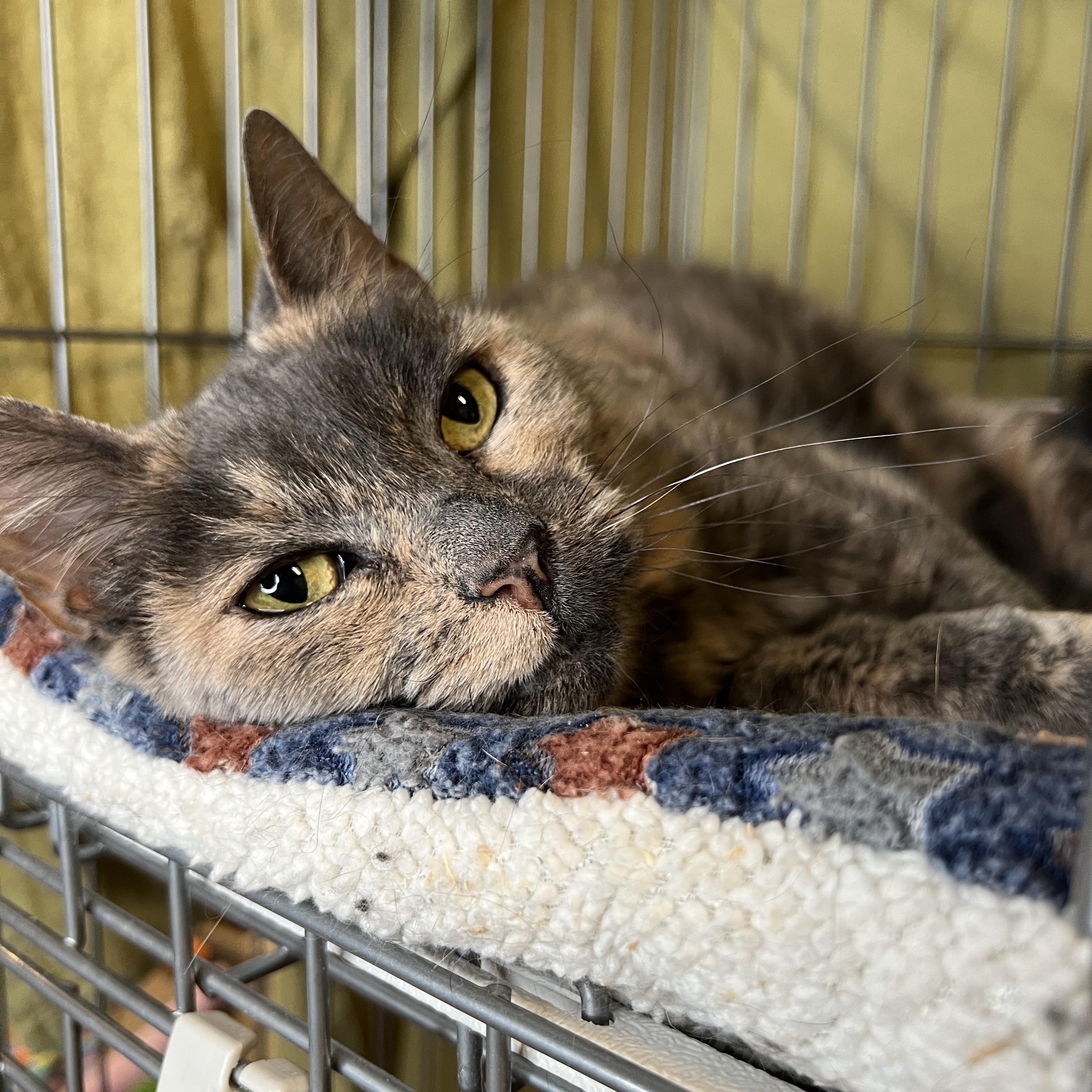 Cookie, Adopted, Adult Female Domestic Short Hair.