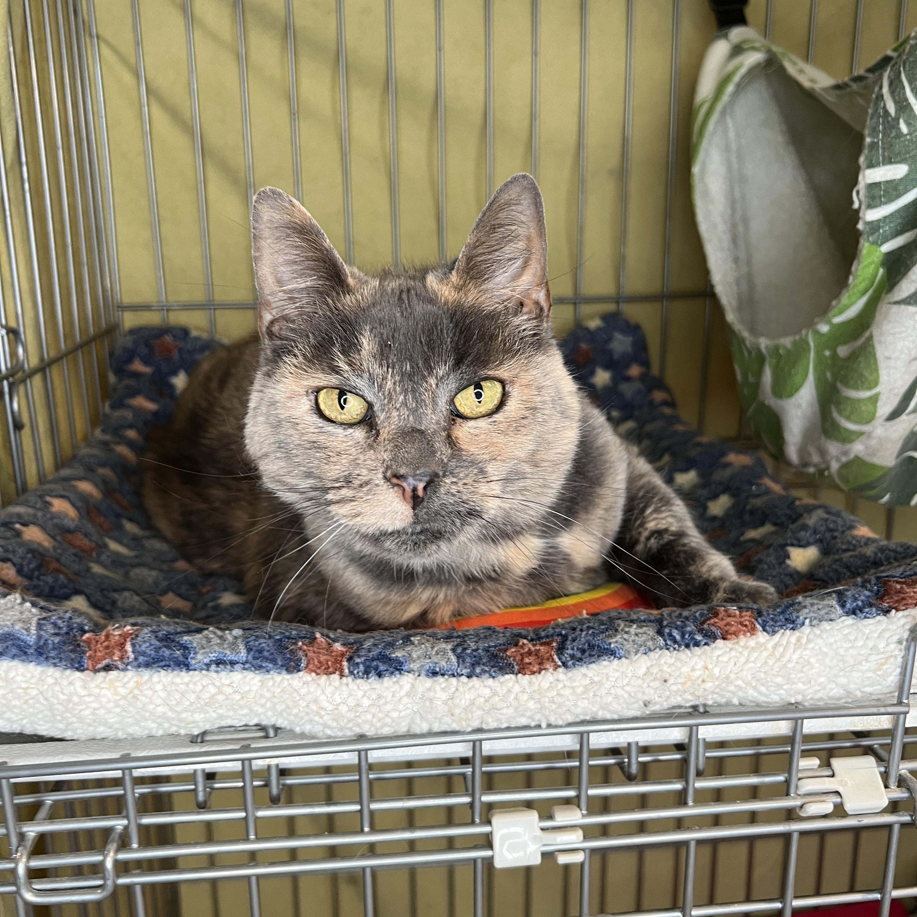 Enlarge Cookie, a Adopted Domestic Short Hair in Frankenmuth, MI image 2/5