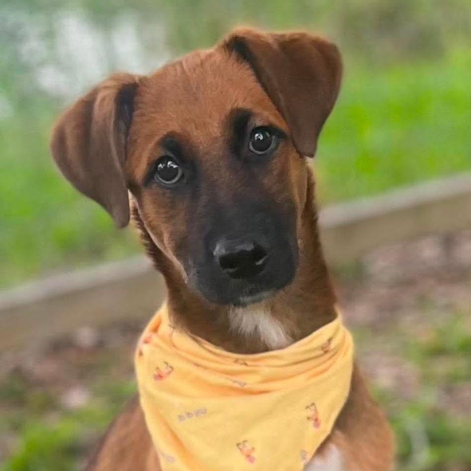 Enlarge Sunday, an adopted Mixed Breed in Lockhart, TX image 2/3