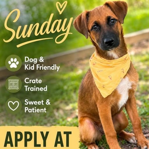 Sunday, adopted, Puppy Female Mixed Breed.