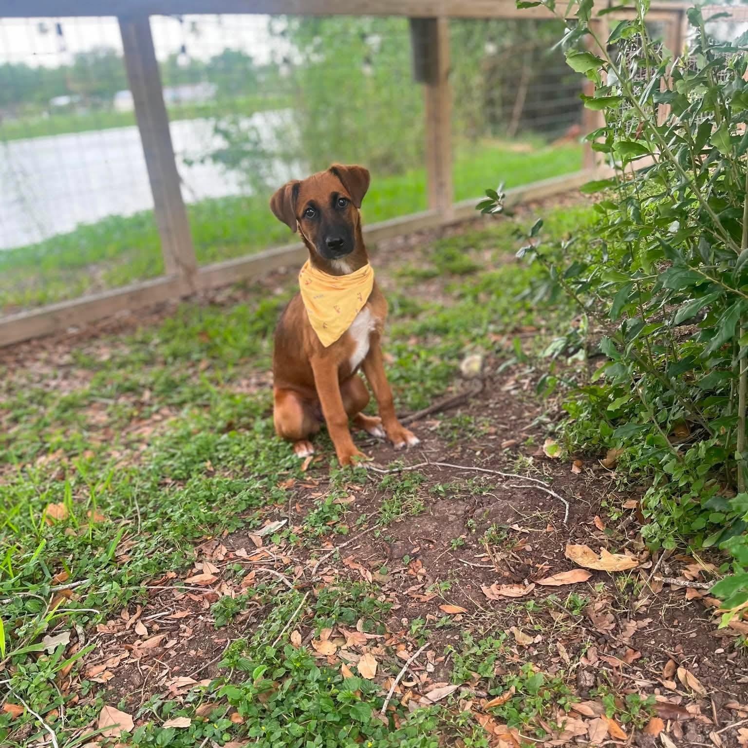 Enlarge Sunday, an adopted Mixed Breed in Lockhart, TX image 3/3