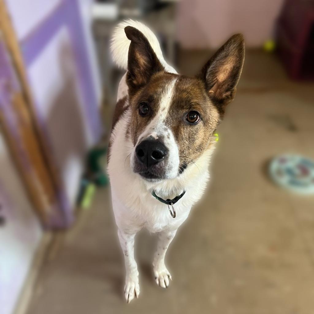 Buster, Adoptable, Adult Male Mixed Breed.