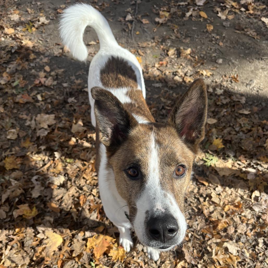 Buster, a Adoptable Mixed Breed in Walden, NY image 2/2