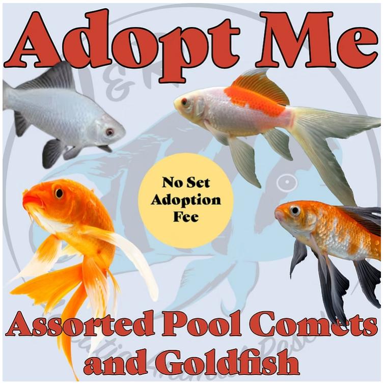 Enlarge Assorted Goldfish, a Adoptable Goldfish in Neenah, WI image 1/1