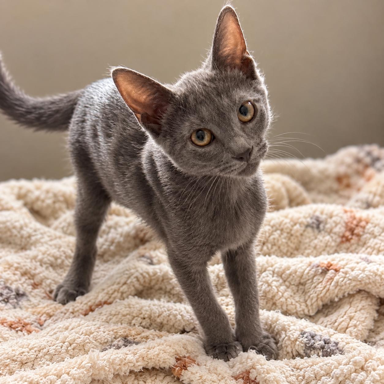 Enlarge Dakota, a Adoptable Domestic Short Hair in Hillsborough, NJ image 3/5