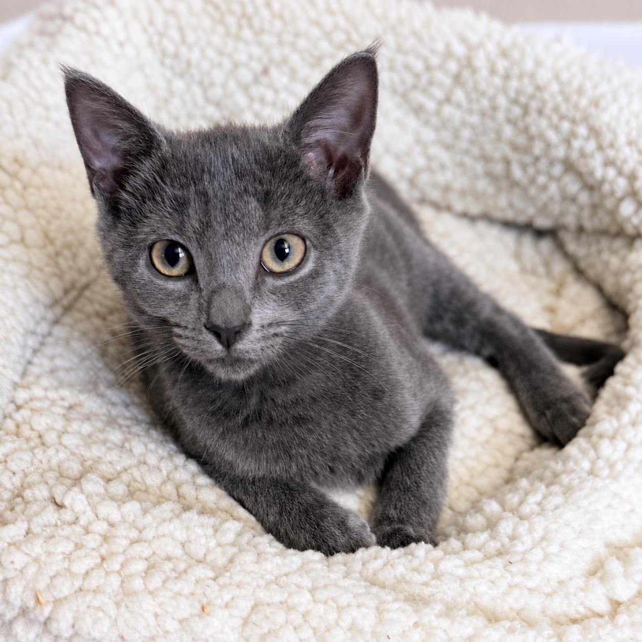 Enlarge Dakota, a Adoptable Domestic Short Hair in Hillsborough, NJ image 4/5