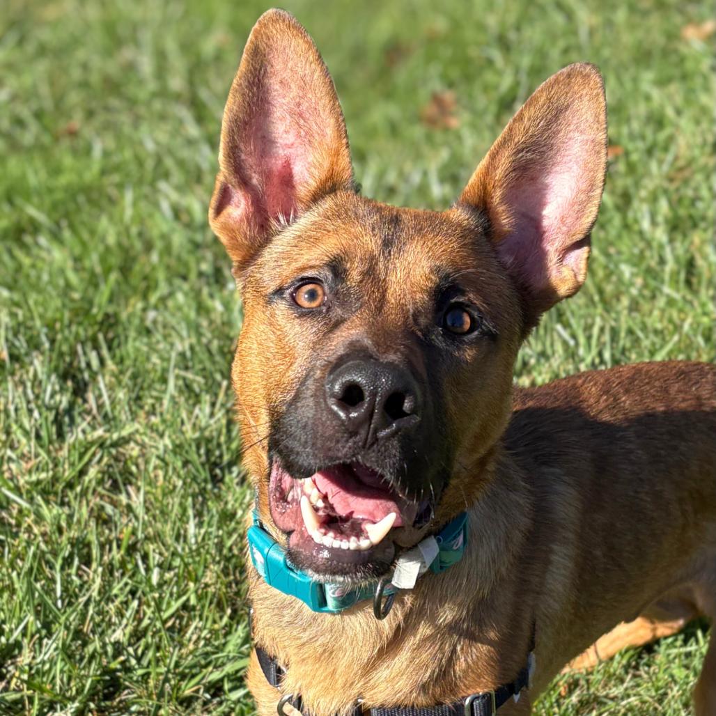 Enlarge Billy The Kid, a Adoptable Mixed Breed in South Burlington, VT image 1/6
