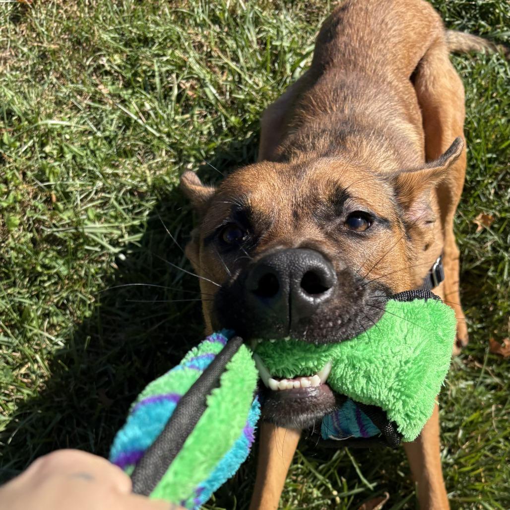 Enlarge Billy The Kid, a Adoptable Mixed Breed in South Burlington, VT image 2/6