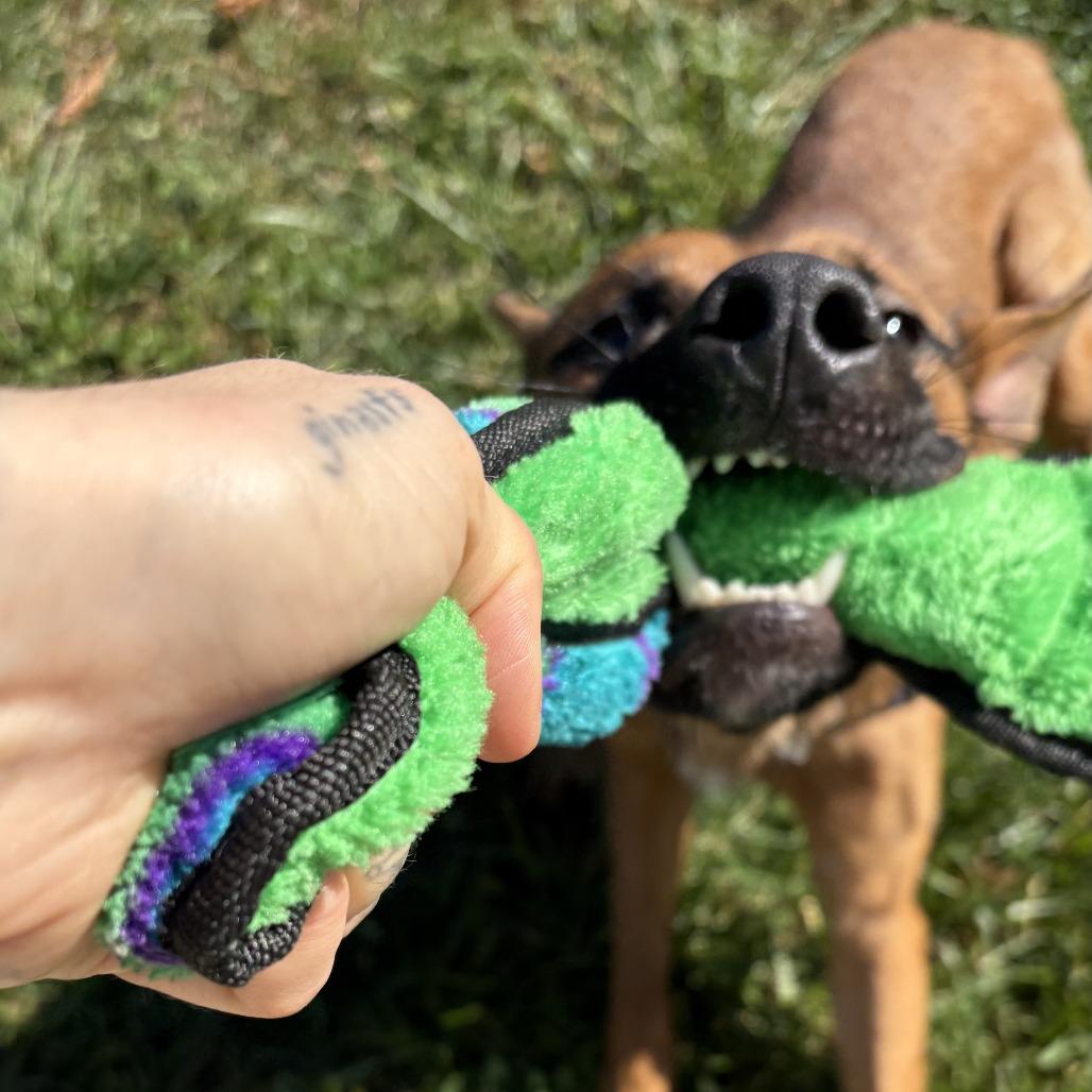 Billy The Kid, a Adoptable Mixed Breed in South Burlington, VT image 2/6