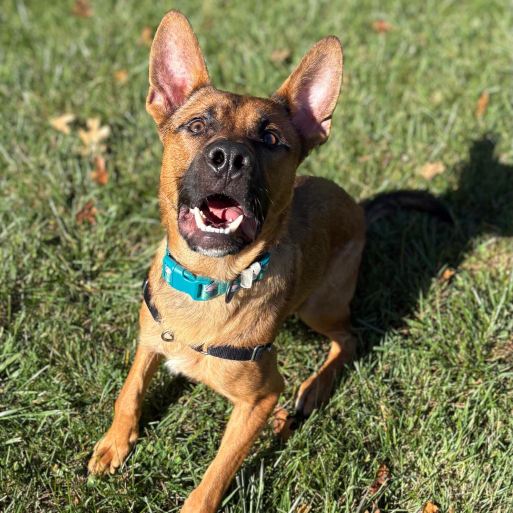 Enlarge Billy The Kid, a Adoptable Mixed Breed in South Burlington, VT image 3/6