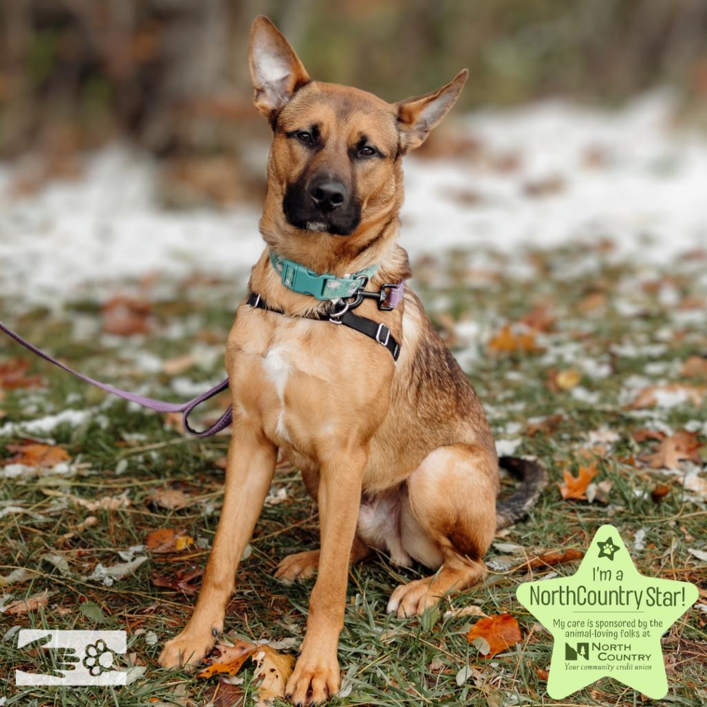 Billy The Kid, a Adoptable Mixed Breed in South Burlington, VT image 3/6