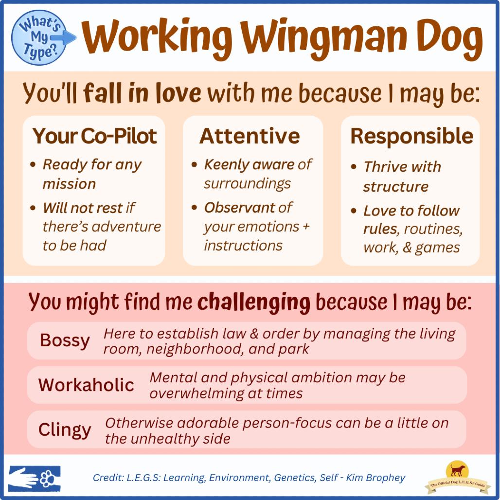 Enlarge Billy The Kid, a Adoptable Mixed Breed in South Burlington, VT image 4/6