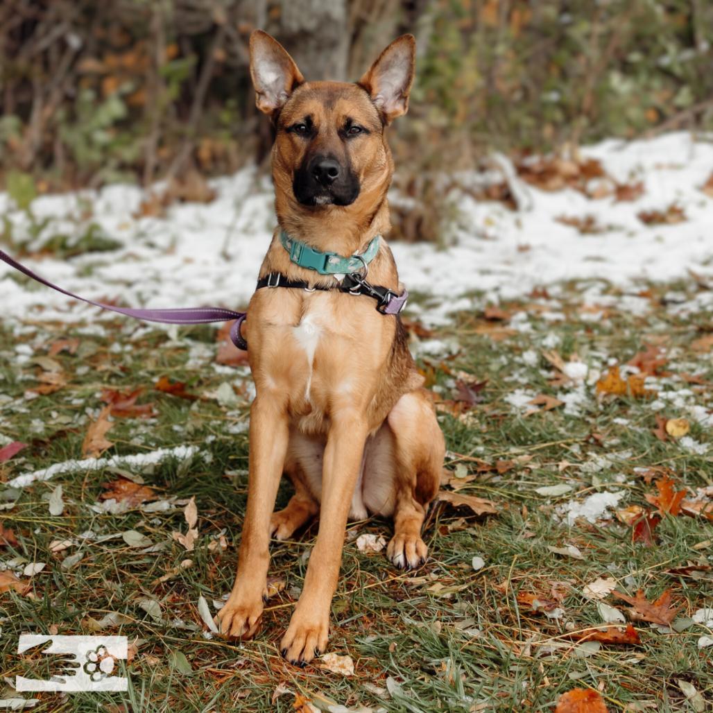 Enlarge Billy The Kid, a Adoptable Mixed Breed in South Burlington, VT image 5/6