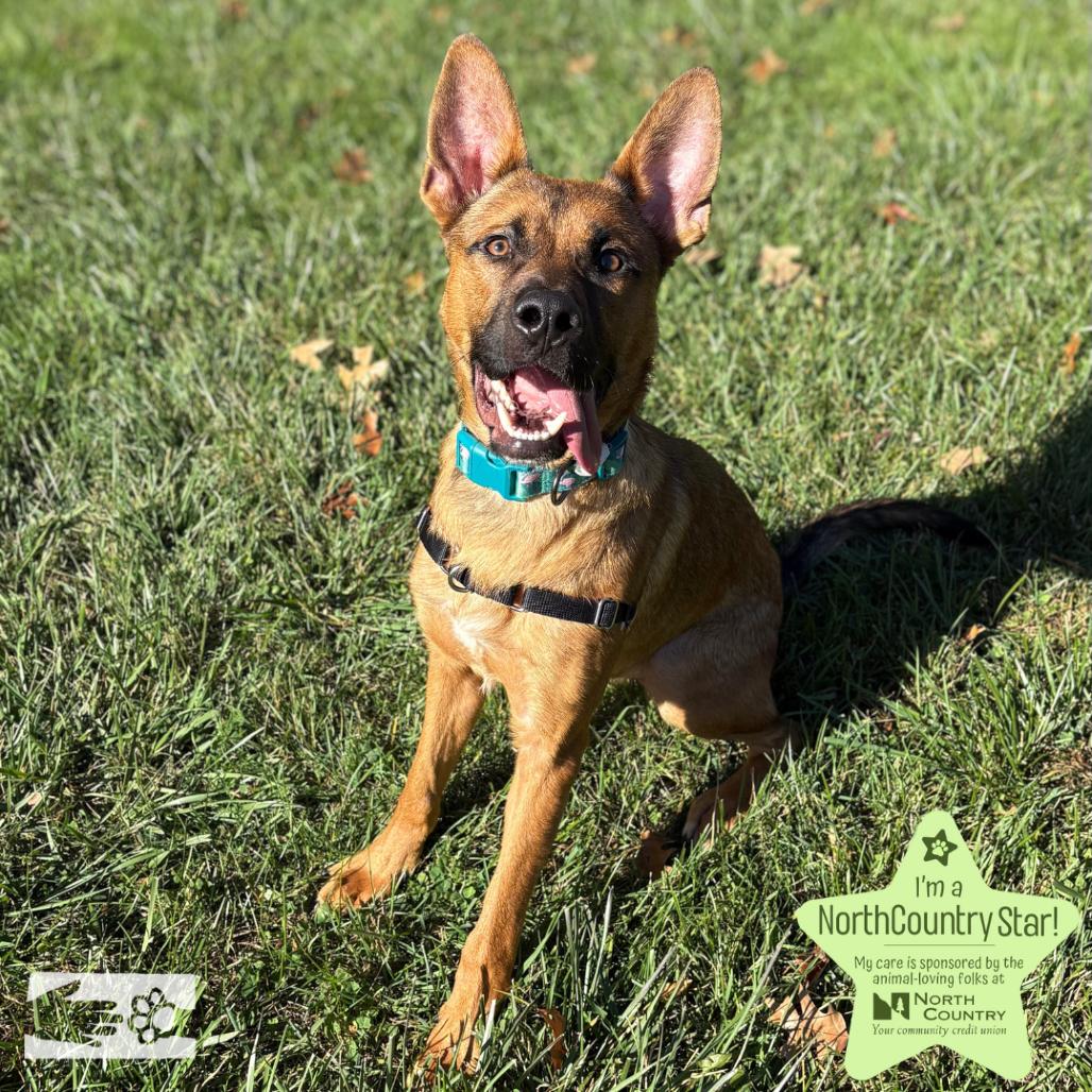 Billy The Kid, a Adoptable Mixed Breed in South Burlington, VT image 5/6