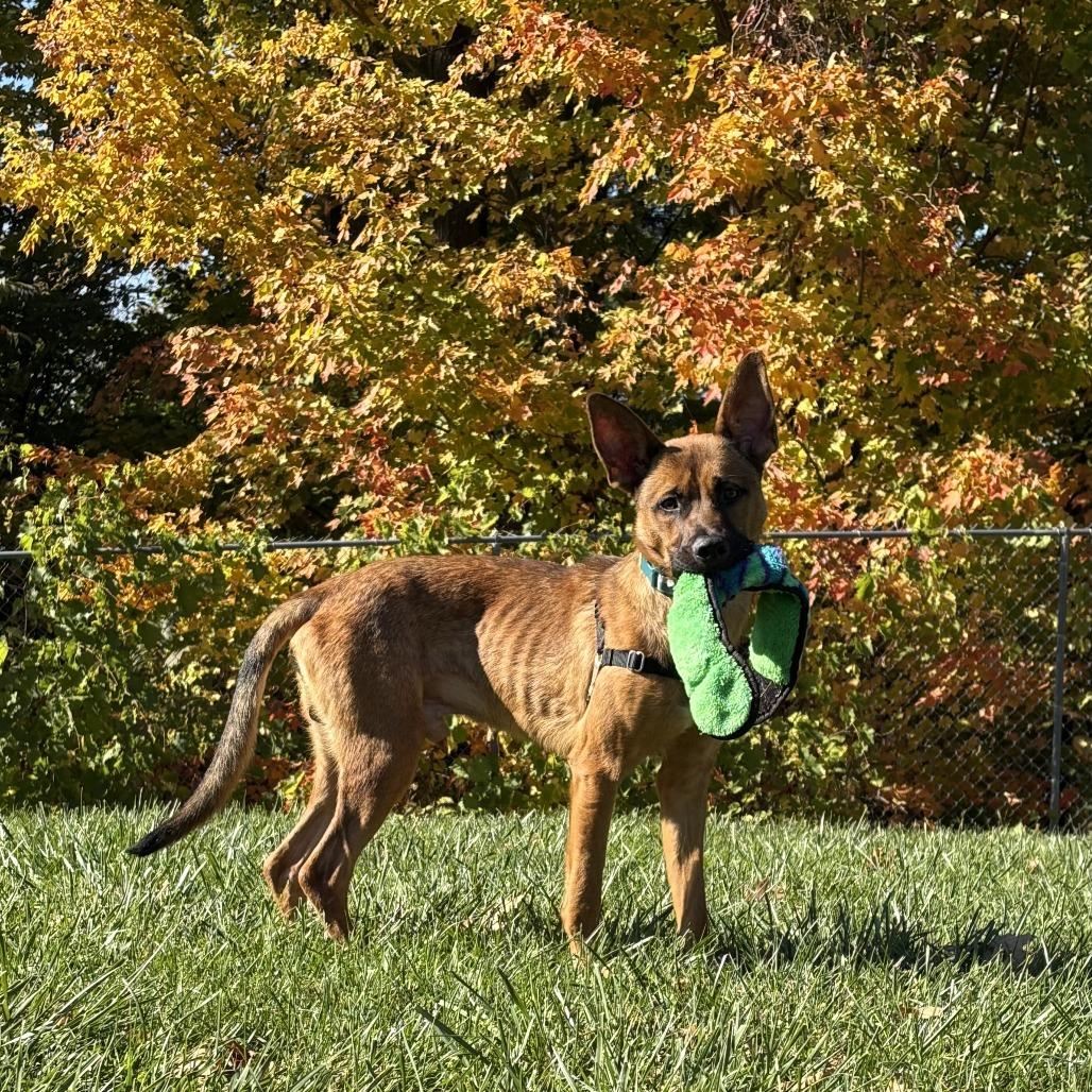 Billy The Kid, a Adoptable Mixed Breed in South Burlington, VT image 6/6