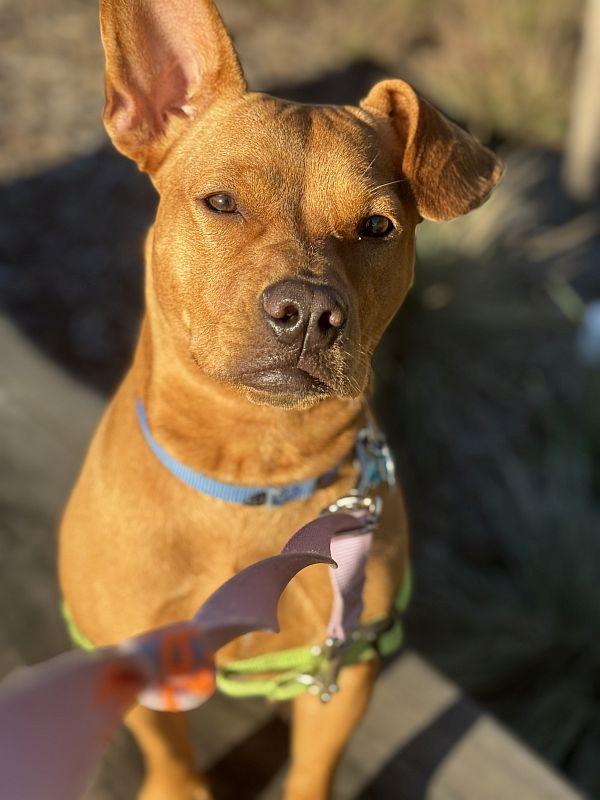 Tina Turner, ADOPTABLE, Puppy Female Pit Bull Terrier & Chihuahua.